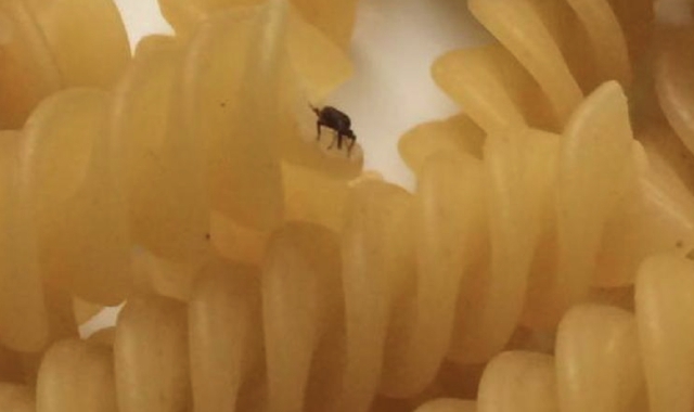 Lunedì alcuni alunni delle elementari Tommaseo hanno trovato i punteruoli del grano nel piatto di pasta. Si tratta di un coleottero già noto agli antichi romani che infesta le granaglie ma non è nocivo alla salute
